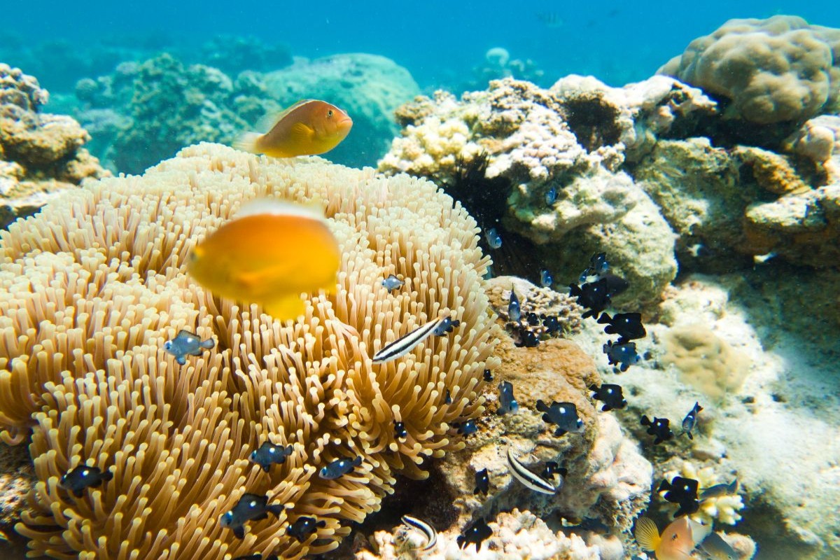 Klauni pri koralových útesoch