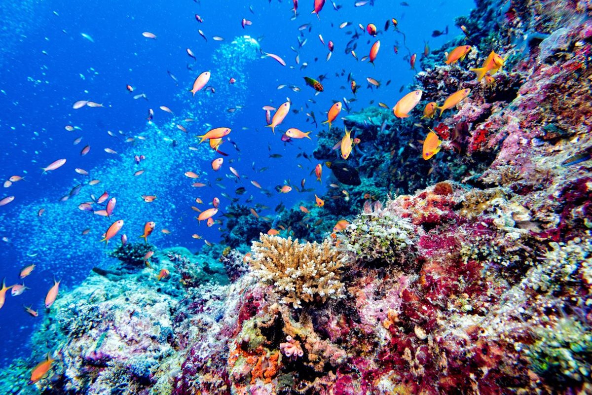 Podmorksý život v okolí koralových útesov