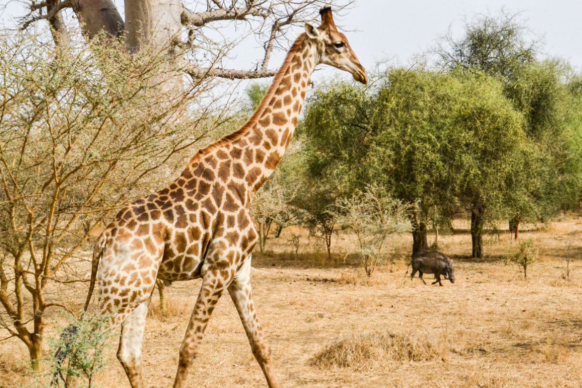 Žirafa v rezervácii Bandia