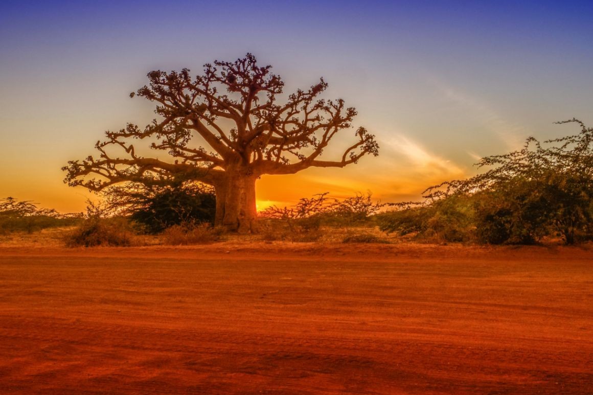 Strom baobab v Senegale Strom baobab v Senegale