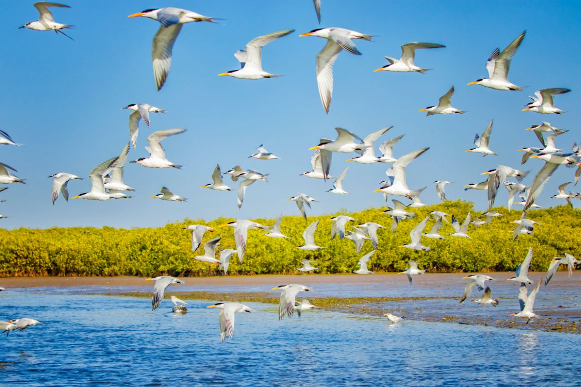Vtáči kŕdeľ nad lagúnou Somone