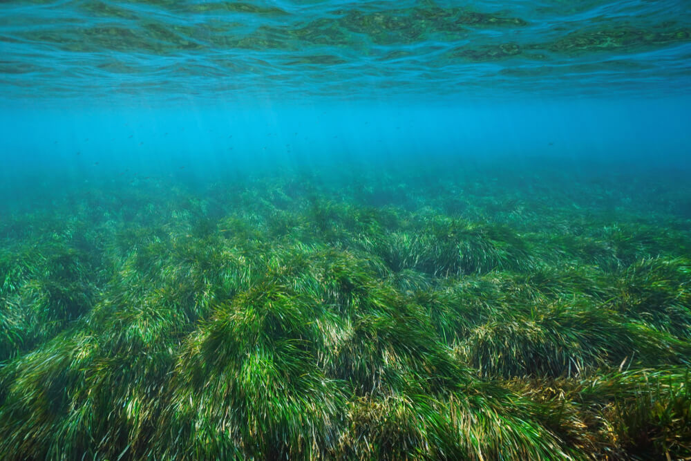 Posidonia oceanica – morská tráva