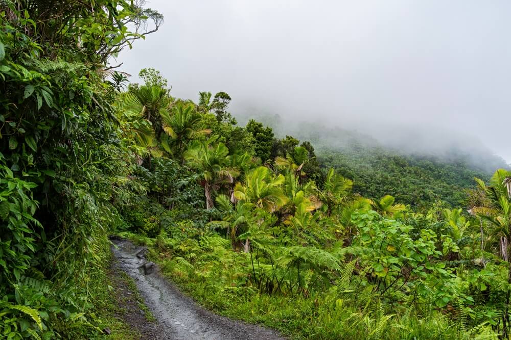 Národný par El Yunque, Portoriko