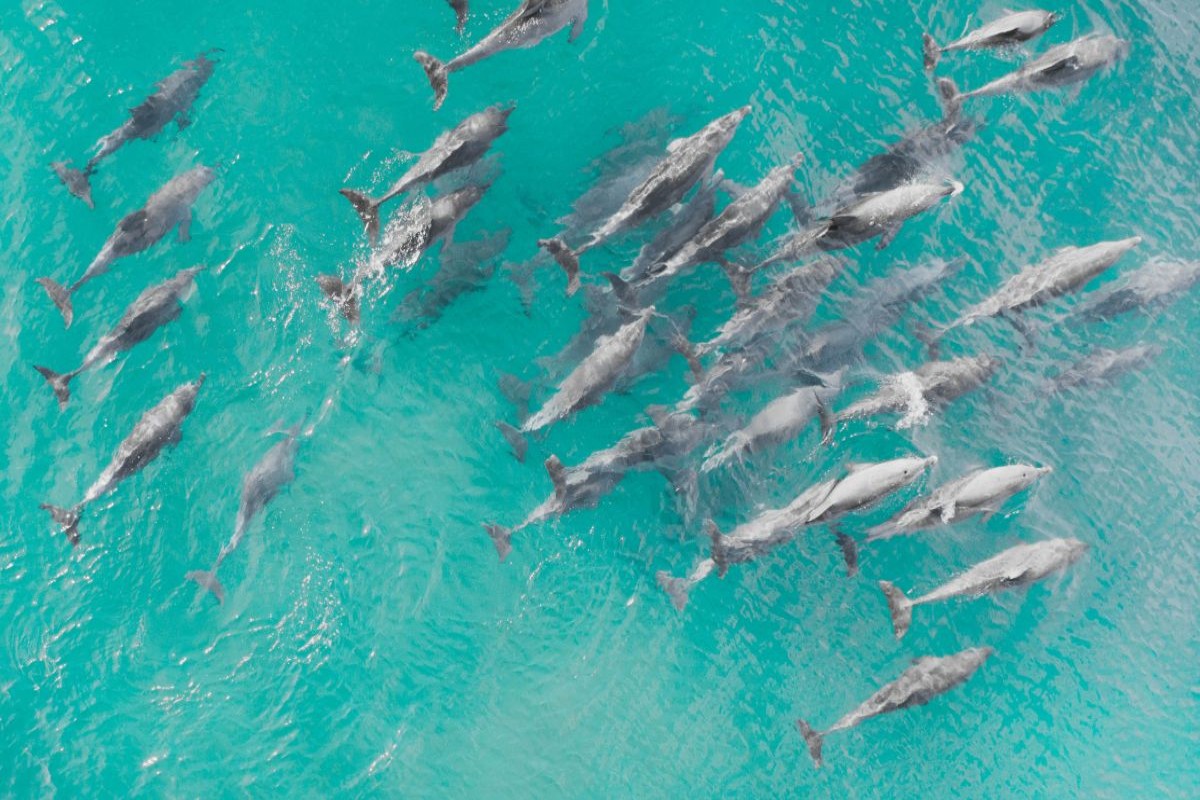 Delfíny na ostrove Prison Island