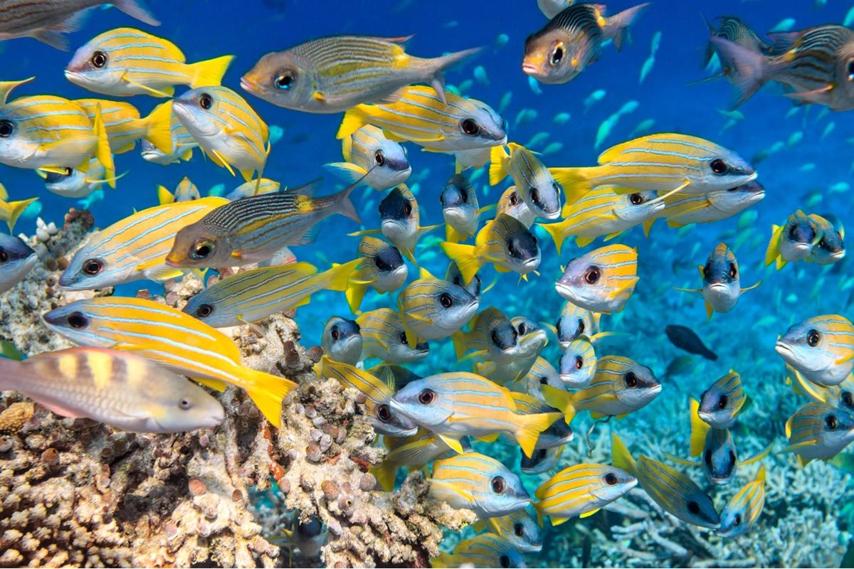 Hejna rýb na Maledivách