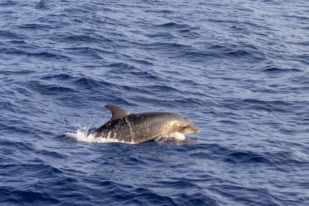 bottlenose dolphin