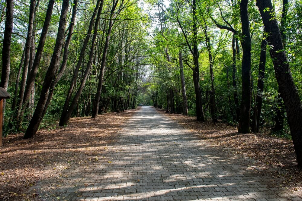 Günnücek Forest, Marmaris