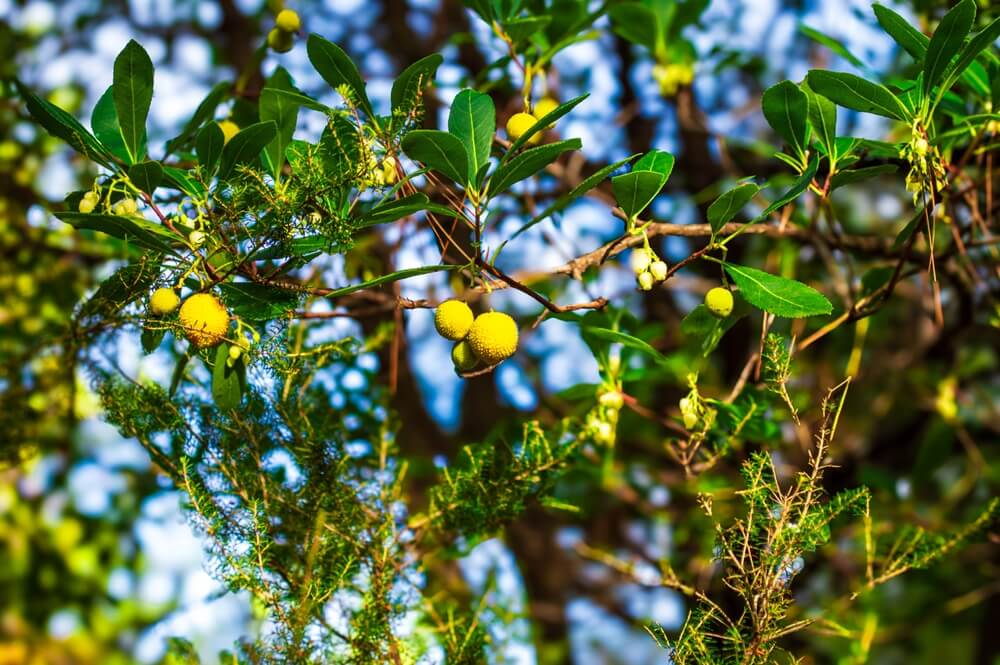 Arbutus, Thassos