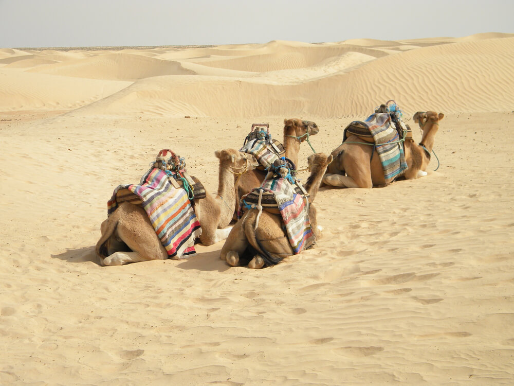 Ťavy v púšti, Djerba