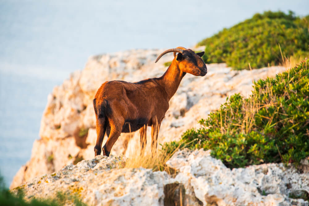 Divá koza, Mallorca