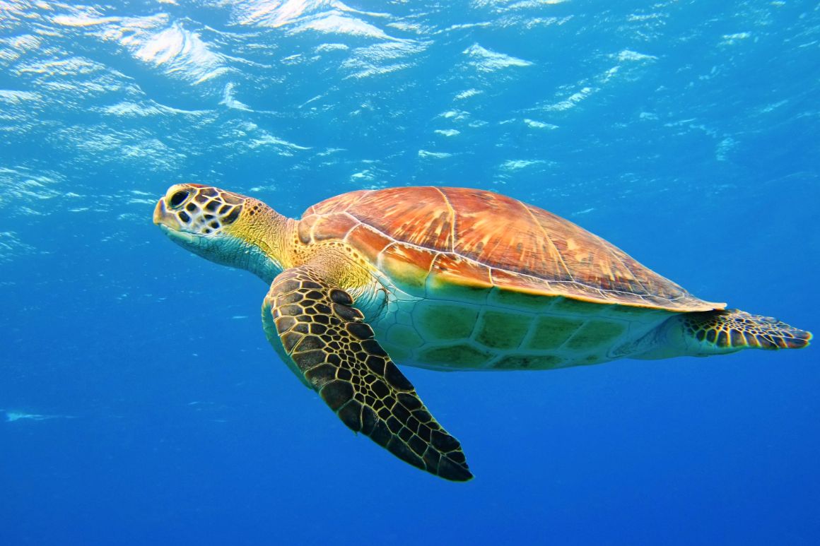 Morská korytnačka, Maurícius