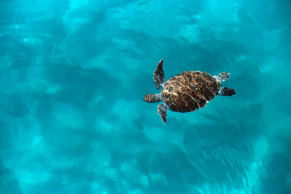 Obrovská korytnačka Caretta caretta pláva v mori,
