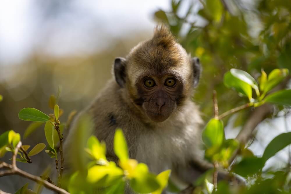 Mladý makak, Maurícius