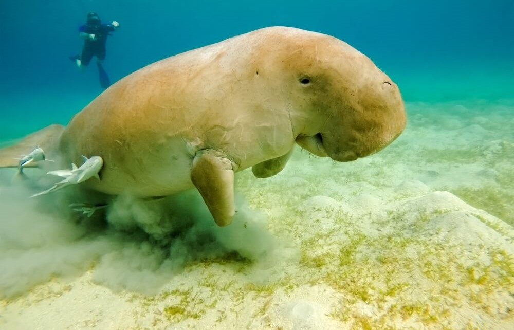 Dugong indický Dugong indický