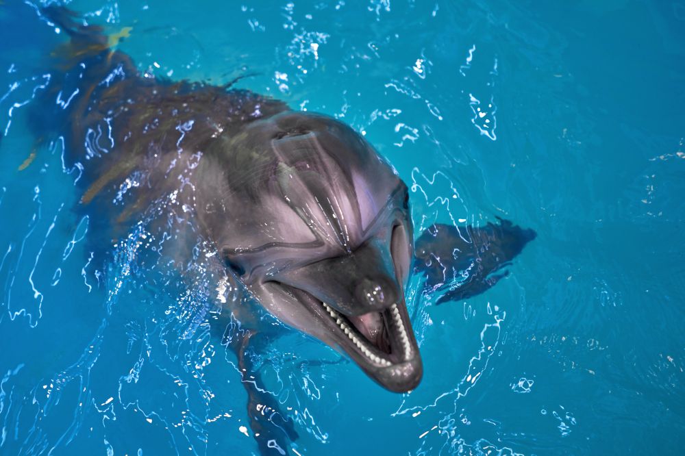 Delfín na kubánskom pobreží