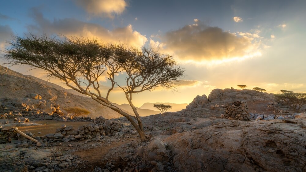 Osamelý strom na vrchu Jebel Yibir 