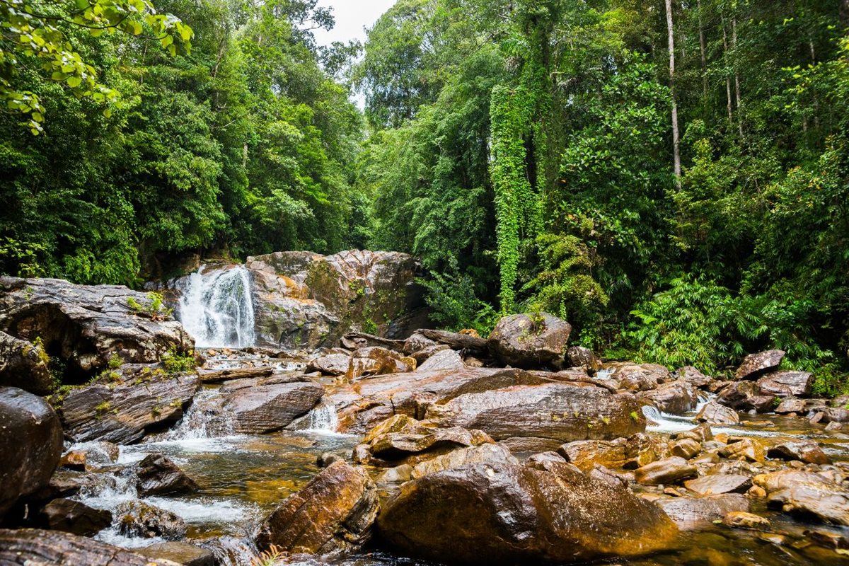 Sinharaja, Srí Lanka