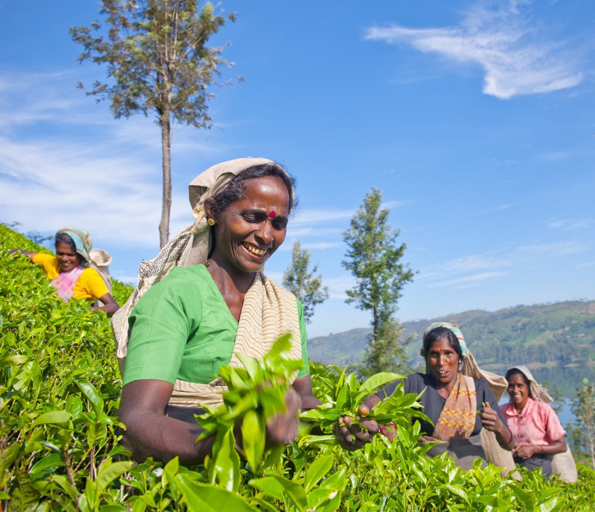 Zberačky čaju na Srí Lanke