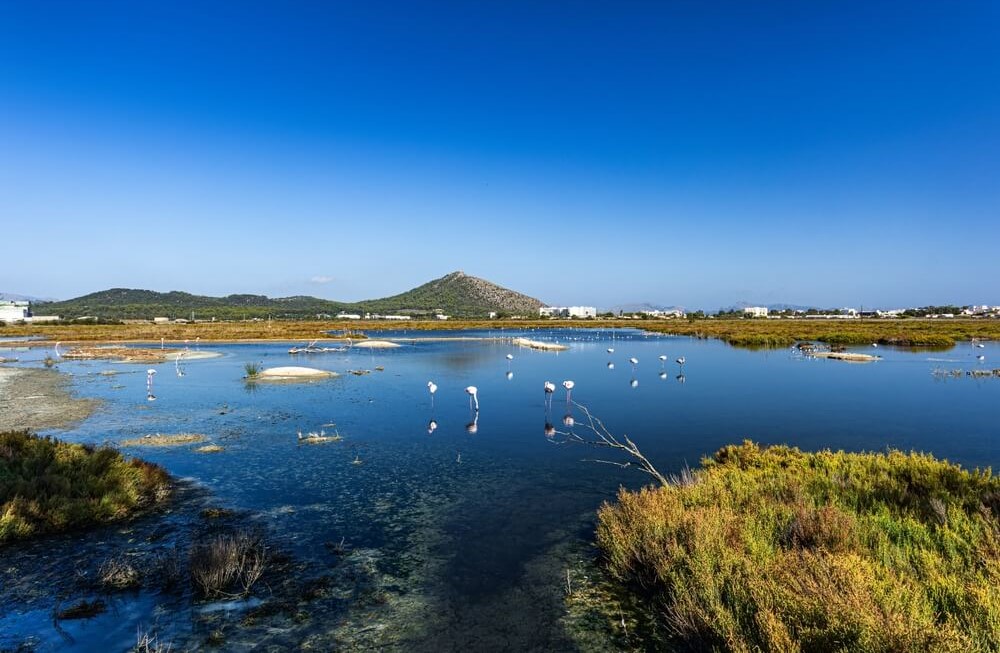 S'Albufera Natural Park, Mallorca