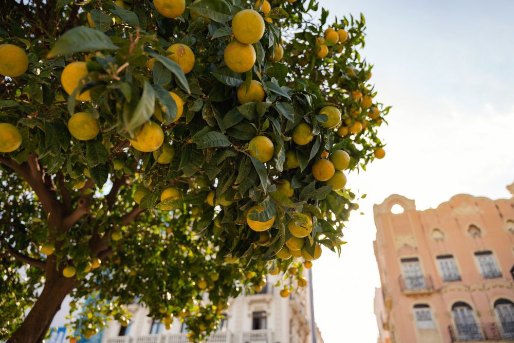 Pomaranče vo Valencii, Costa del Azahar