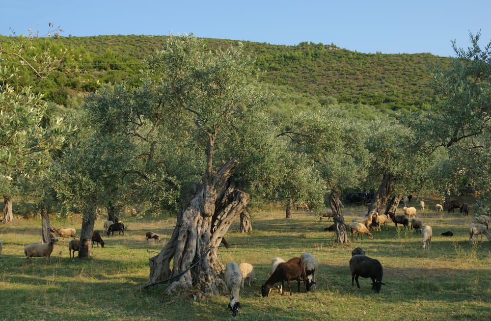 Olivovníky a borovicové lesy, Thassos