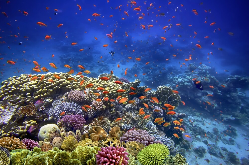 Korálové útesy v Sharm El Sheikh