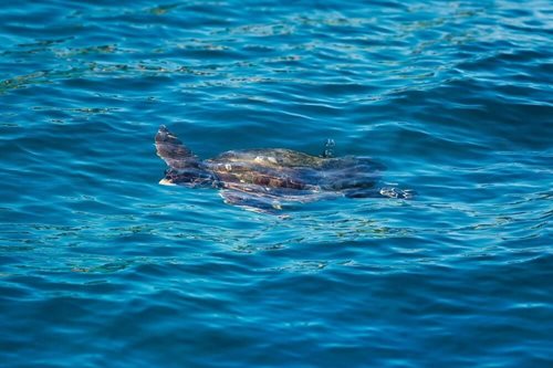 Korytnačka pri Zakynthose