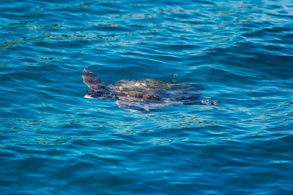 Korytnačky pri Zakynthose