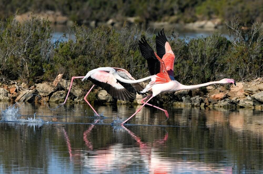 Fauna a flóra na Mallorce
