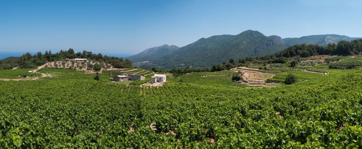 panorama vinice