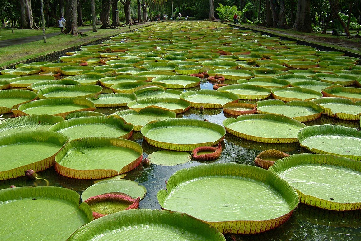 Botanická záhrada Pamplemousses