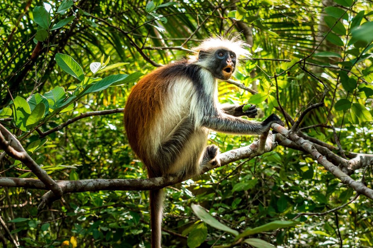 Red Colobus