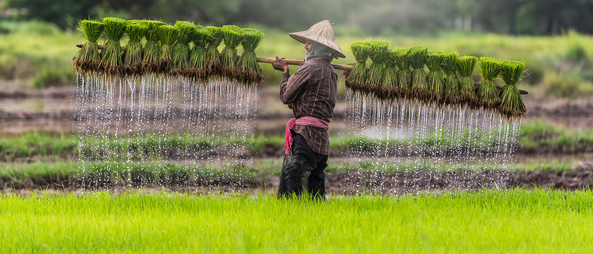 Tradičné pestovanie ryže vo Vietname