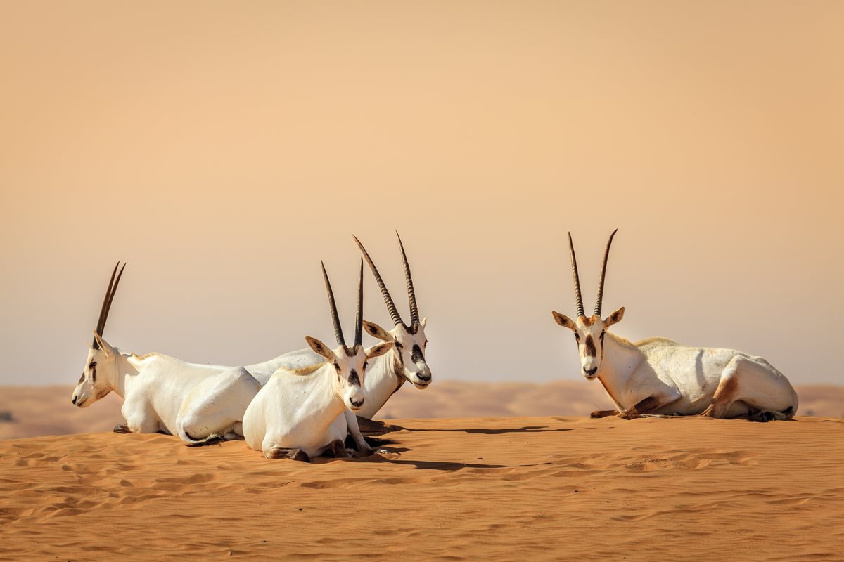 Oryx arabsky