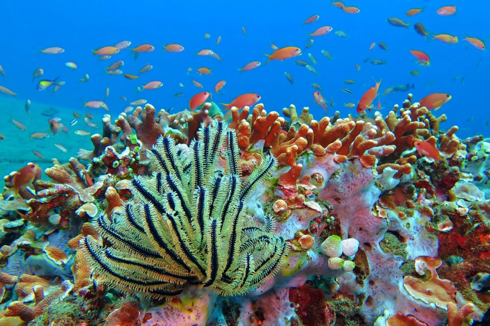 Potápanie pri korálových útesoch