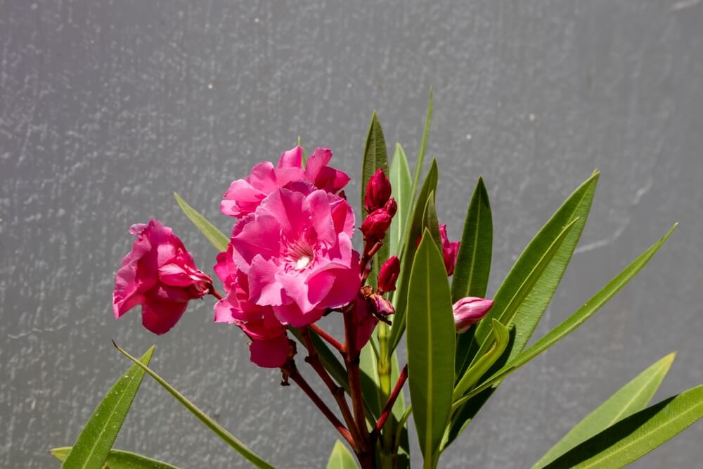 Oleander na Djerbe