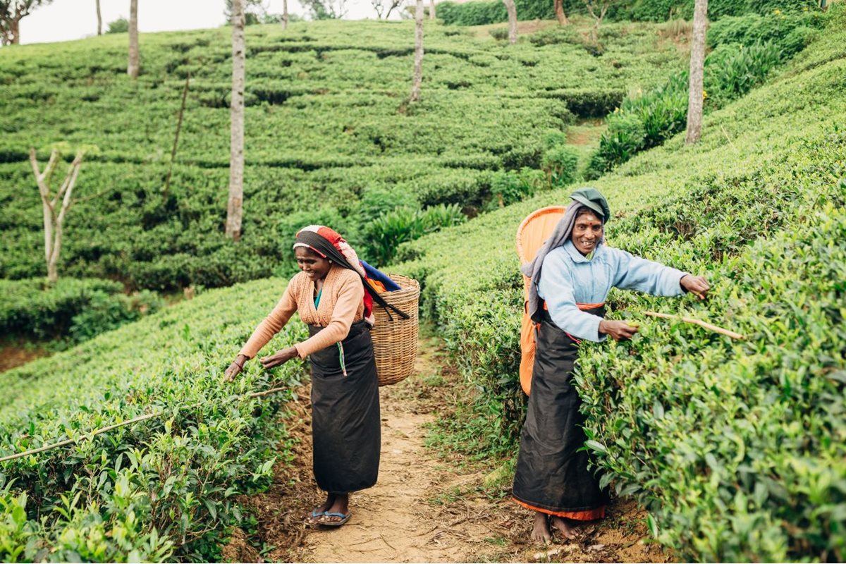 Zberačky čaju, Nuwara Eliya, Srí Lanka