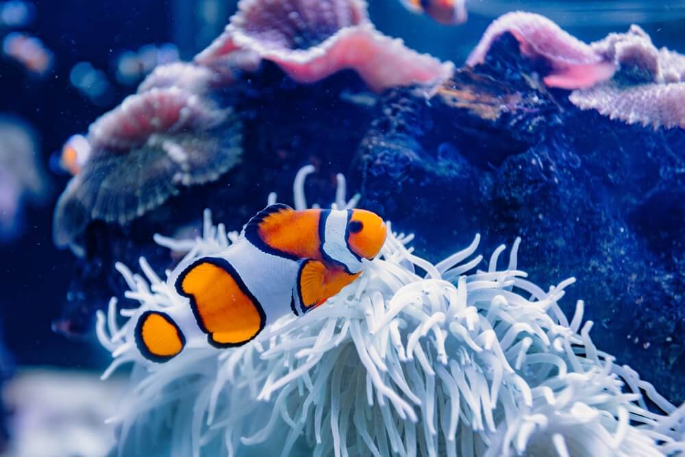 Palma Aquarium, Malorka