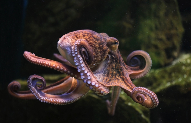 Pri potápaní pri Boa Vista môžete stretnúť aj chobotnicu