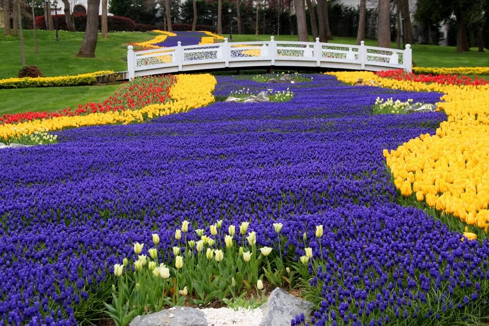 Lúka s tisíckami jasne žltých a červených tulipánov