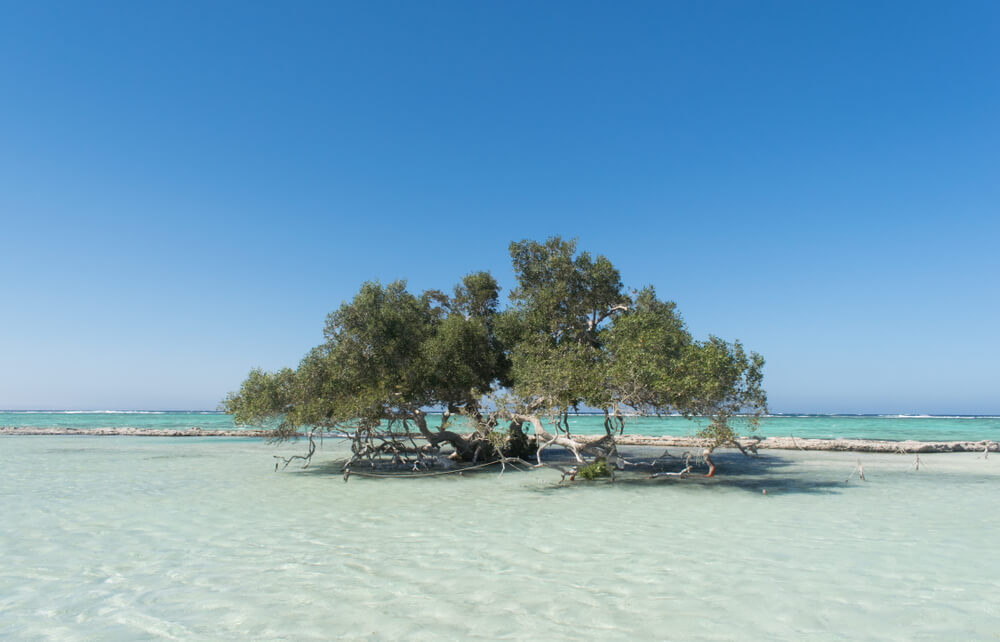 Mangrovník, Marsa Alam Mangrovník, Marsa Alam
