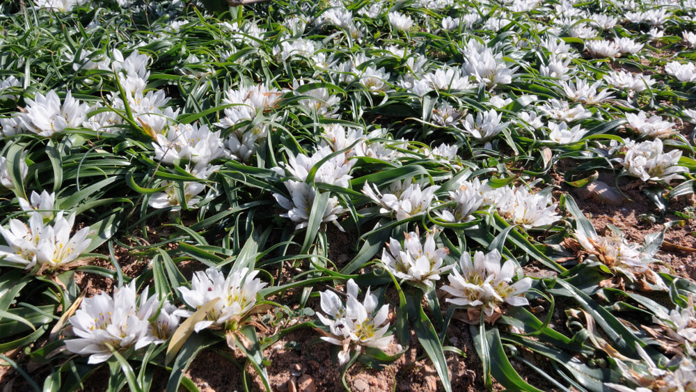 Androcymbium rechingeri môžete obdivovať na pláži Elafonisi.