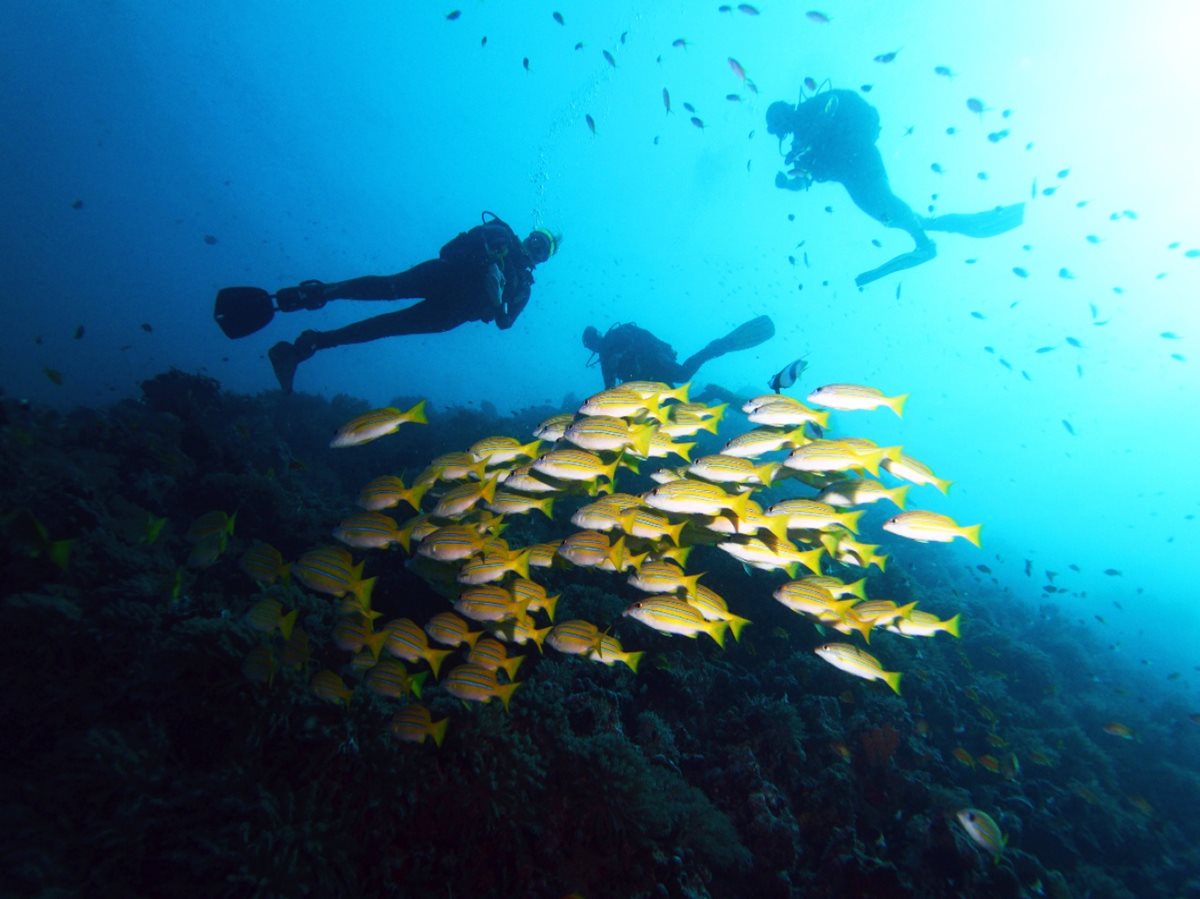 Potápanie v Zanzibaru