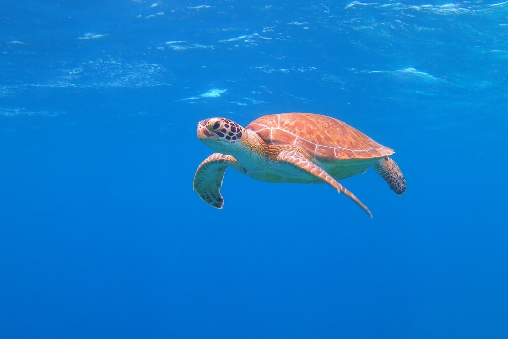 Šťastná roztomilá morská korytnačka pod vodou